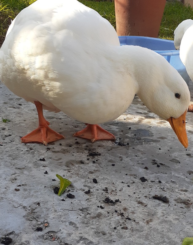 Duck Story