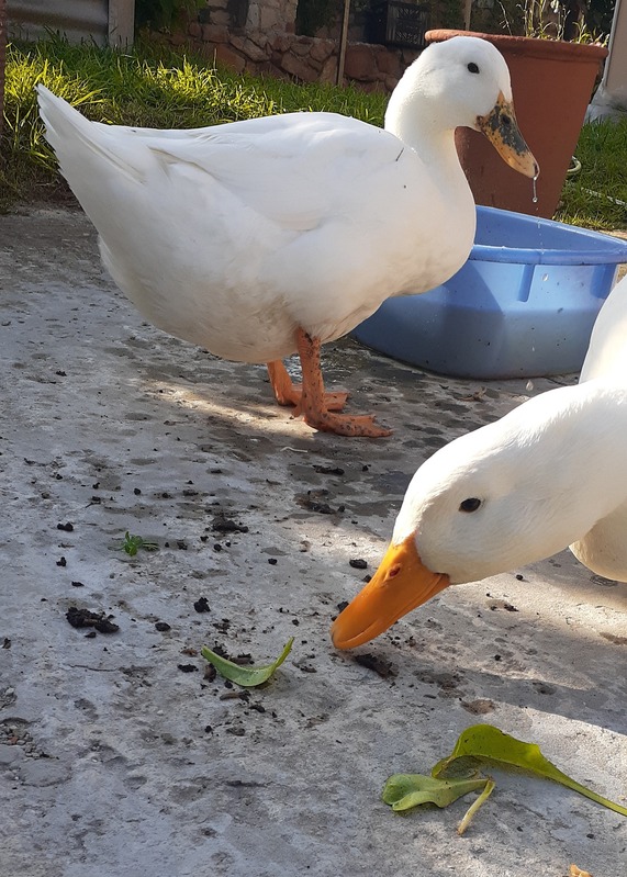 Duck Story